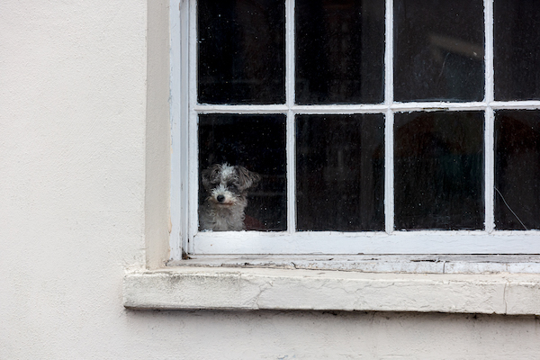 Isolated dog in a window